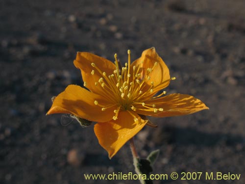 Imágen de Mentzelia chilensis (). Haga un clic para aumentar parte de imágen.