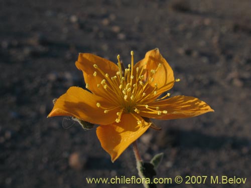 Image of Mentzelia chilensis (). Click to enlarge parts of image.