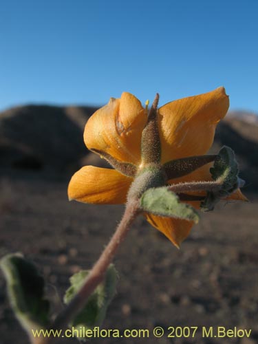 Фотография Mentzelia chilensis (). Щелкните, чтобы увеличить вырез.