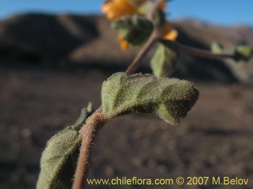 Bild von Mentzelia chilensis (). Klicken Sie, um den Ausschnitt zu vergrössern.