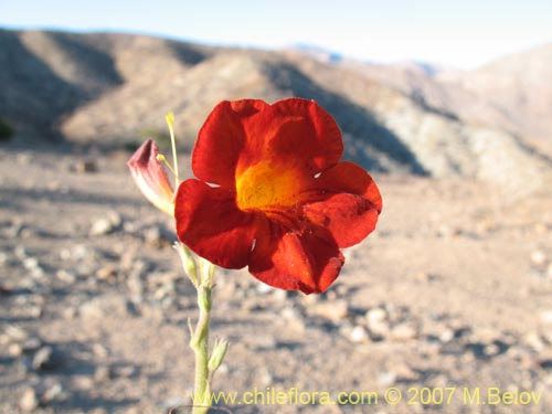 Imágen de Argylia radiata (). Haga un clic para aumentar parte de imágen.