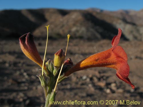 Imágen de Argylia radiata (). Haga un clic para aumentar parte de imágen.