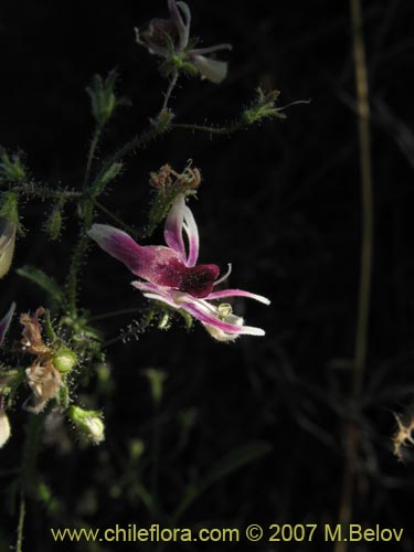 Bild von Schizanthus parvulus (). Klicken Sie, um den Ausschnitt zu vergrössern.