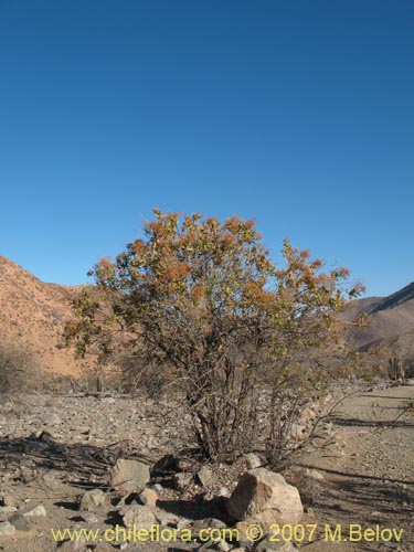 Imágen de Proustia ilicifolia (Huañil). Haga un clic para aumentar parte de imágen.