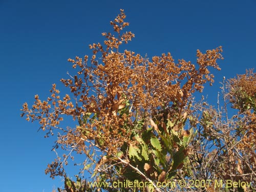 Imágen de Proustia ilicifolia (Huañil). Haga un clic para aumentar parte de imágen.