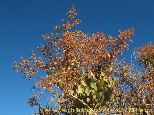 Image of Proustia ilicifolia (Huañil). Click to enlarge parts of image.