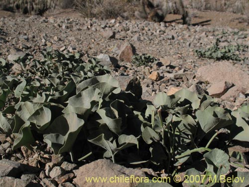 Фотография Aristolochia bridgesii (Oreja de zorro / Hierba de Virgen María). Щелкните, чтобы увеличить вырез.