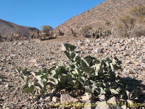 Image of Aristolochia bridgesii (Oreja de zorro / Hierba de Virgen María). Click to enlarge parts of image.