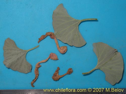 Imágen de Aristolochia bridgesii (Oreja de zorro / Hierba de Virgen María). Haga un clic para aumentar parte de imágen.