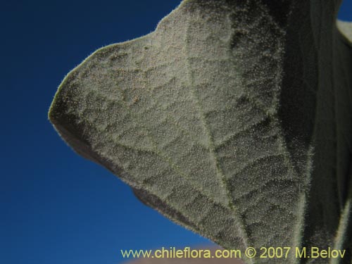 Imágen de Aristolochia bridgesii (Oreja de zorro / Hierba de Virgen María). Haga un clic para aumentar parte de imágen.