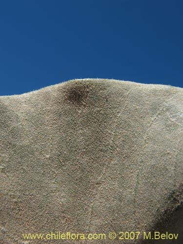 Image of Aristolochia bridgesii (Oreja de zorro / Hierba de Virgen María). Click to enlarge parts of image.