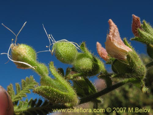 Image of Adesmia sp.  #1920 (). Click to enlarge parts of image.