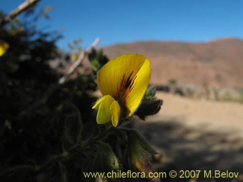 Imágen de Adesmia sp.  #1920 (). Haga un clic para aumentar parte de imágen.