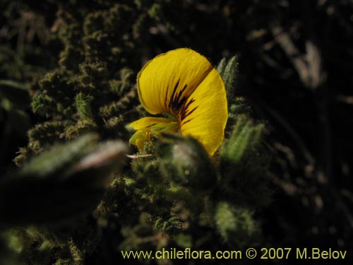 Фотография Adesmia sp.  #1920 (). Щелкните, чтобы увеличить вырез.