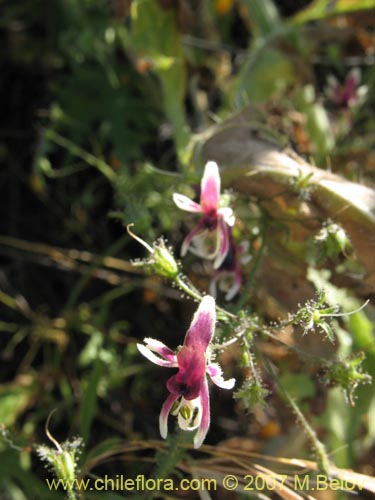 Schizanthus parvulus的照片