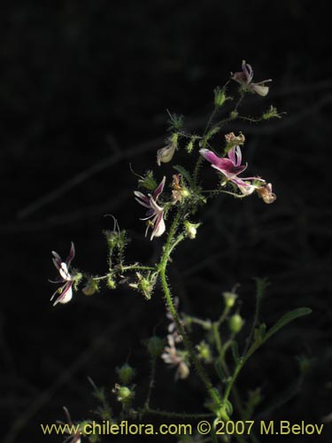 Bild von Schizanthus parvulus (). Klicken Sie, um den Ausschnitt zu vergrössern.