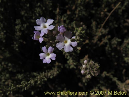 Image of Verbena sp. #3051 (). Click to enlarge parts of image.