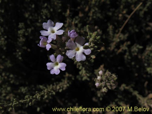 Bild von Verbena sp. #3051 (). Klicken Sie, um den Ausschnitt zu vergrössern.