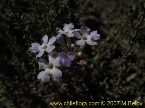 Verbena sp. #3051의 사진