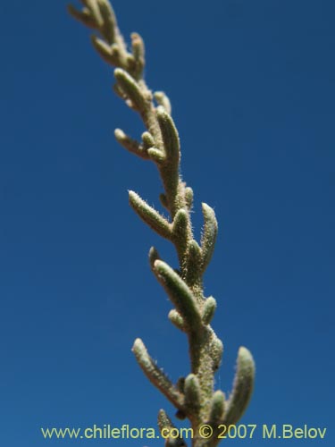 Imágen de Verbena sp. #3051 (). Haga un clic para aumentar parte de imágen.