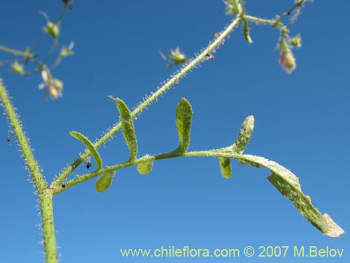 Bild von Schizanthus parvulus (). Klicken Sie, um den Ausschnitt zu vergrössern.