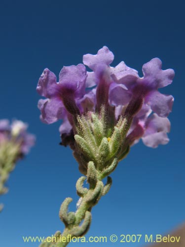 Image of Verbena sp. #3051 (). Click to enlarge parts of image.