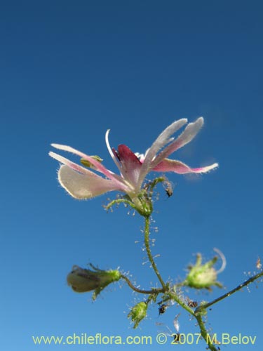 Image of Schizanthus parvulus (). Click to enlarge parts of image.