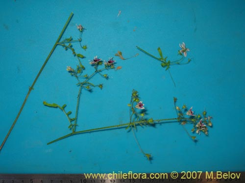 Фотография Schizanthus parvulus (). Щелкните, чтобы увеличить вырез.
