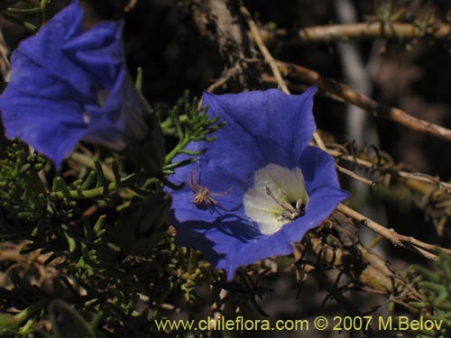 Imágen de Nolana sp.  #2731 (). Haga un clic para aumentar parte de imágen.