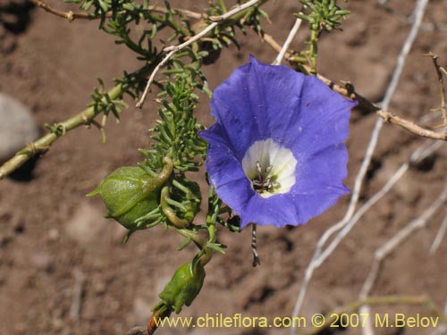 Imágen de Nolana sp.  #2731 (). Haga un clic para aumentar parte de imágen.