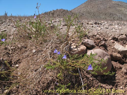 Imágen de Nolana sp.  #2731 (). Haga un clic para aumentar parte de imágen.