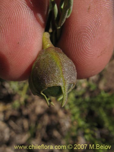 Imágen de Nolana sp.  #2731 (). Haga un clic para aumentar parte de imágen.