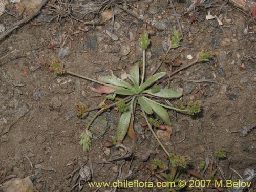 Imágen de Plantago firma (). Haga un clic para aumentar parte de imágen.