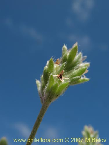 Imágen de Plantago firma (). Haga un clic para aumentar parte de imágen.