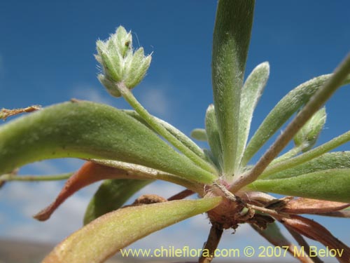 Imágen de Plantago firma (). Haga un clic para aumentar parte de imágen.