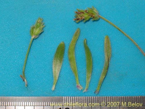 Image of Plantago sp.    #1209 (). Click to enlarge parts of image.
