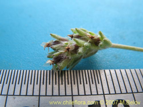 Image of Plantago sp.    #1209 (). Click to enlarge parts of image.