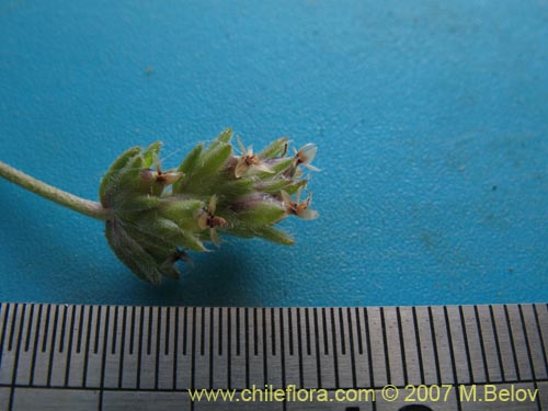 Image of Plantago firma (). Click to enlarge parts of image.