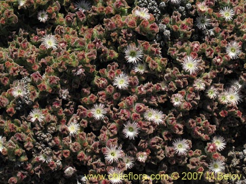 Mesembryanthemum crystallinumの写真