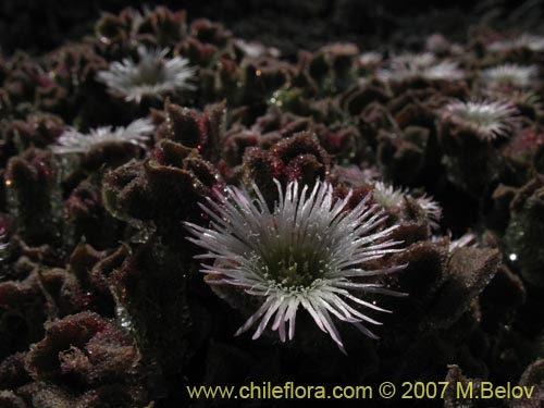 Mesembryanthemum crystallinum的照片