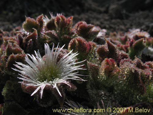 Imágen de Mesembryanthemum crystallinum (). Haga un clic para aumentar parte de imágen.