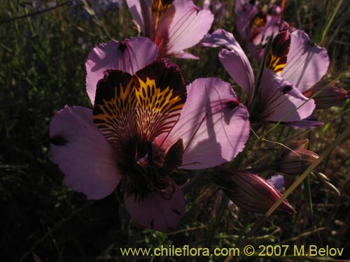 Фотография Alstroemeria magnifica ssp. magenta (Alstroemeria). Щелкните, чтобы увеличить вырез.