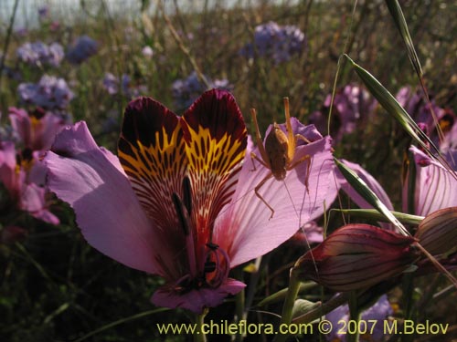 Bild von Alstroemeria magnifica ssp. magenta (Alstroemeria). Klicken Sie, um den Ausschnitt zu vergrössern.