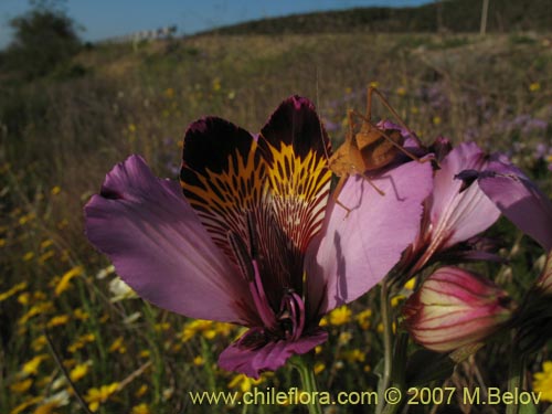 Фотография Alstroemeria magnifica ssp. magenta (Alstroemeria). Щелкните, чтобы увеличить вырез.