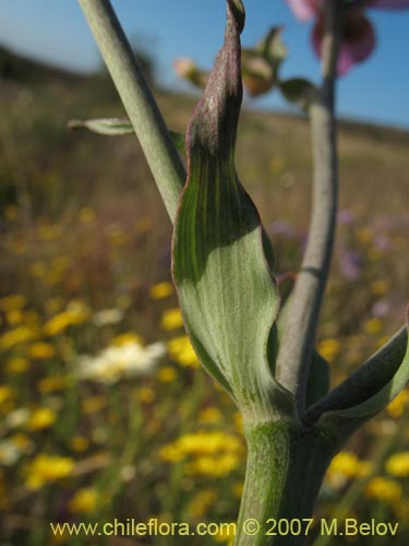 Image of Alstroemeria magnifica ssp. magenta (Alstroemeria). Click to enlarge parts of image.