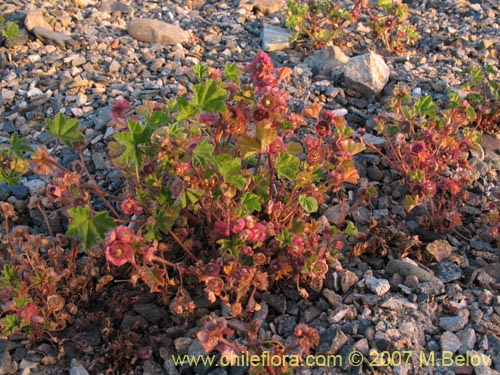 Image of Malva nicaensis (Malva silvestre). Click to enlarge parts of image.