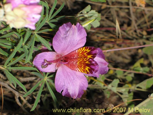 Image of Alstroemeria magnifica ssp. magenta (Alstroemeria). Click to enlarge parts of image.