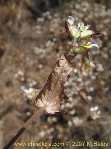 Imágen de Triptilion capillatum (Siempreviva blanca). Haga un clic para aumentar parte de imágen.