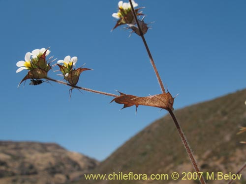 Фотография Triptilion capillatum (Siempreviva blanca). Щелкните, чтобы увеличить вырез.