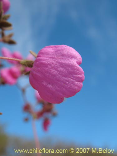 Imágen de Calceolaria purpurea (). Haga un clic para aumentar parte de imágen.